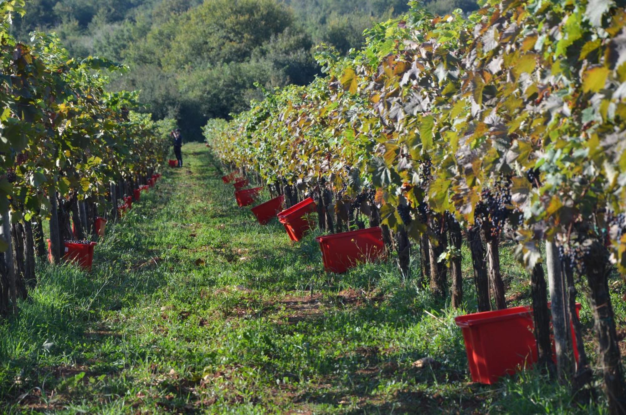 Villa Leopoldo By Istrian Country Houses Barat  Buitenkant foto