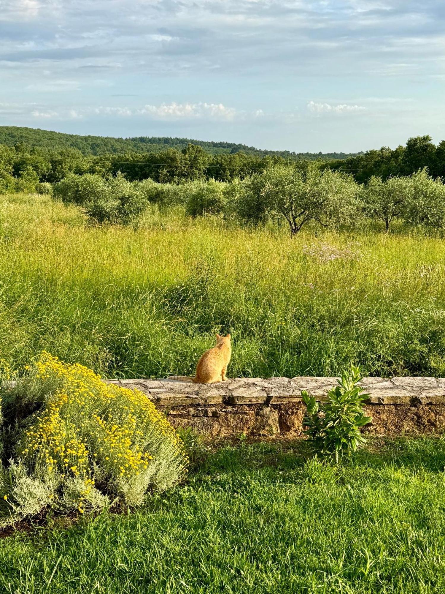 Villa Leopoldo By Istrian Country Houses Barat  Buitenkant foto